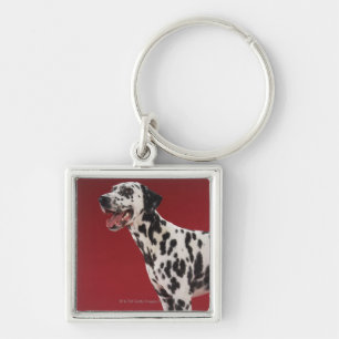 Dalmatian 6 key ring