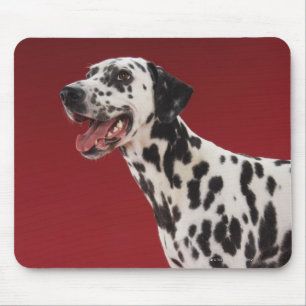 Dalmatian 6 mouse pad