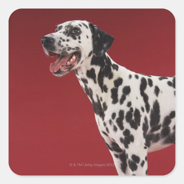 Dalmatian 6 square sticker (Front)