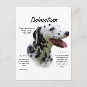 Dalmatian (blk) History Design Postcard