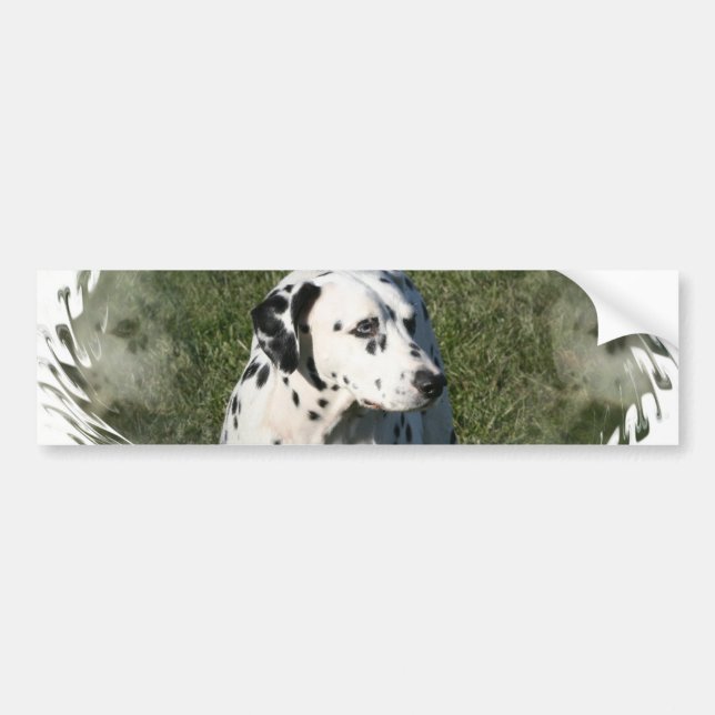 Dalmatian Bumper Sticker (Front)