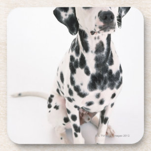 Dalmatian Coaster