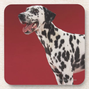 Dalmatian Coaster