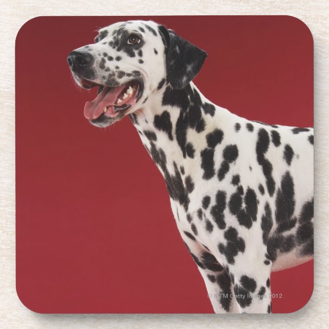 Dalmatian Coaster (Front)