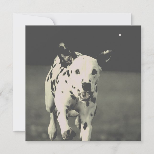 dalmatian dog (Front)