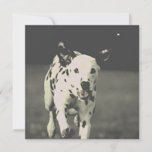 dalmatian dog