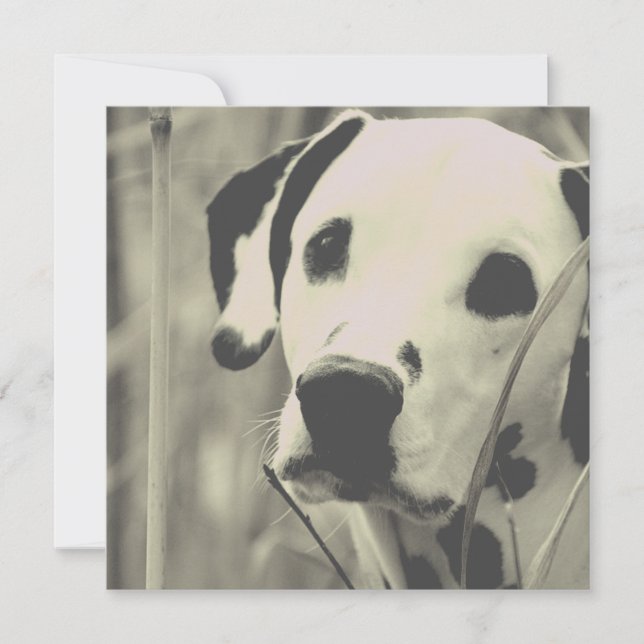 dalmatian dog (Front)