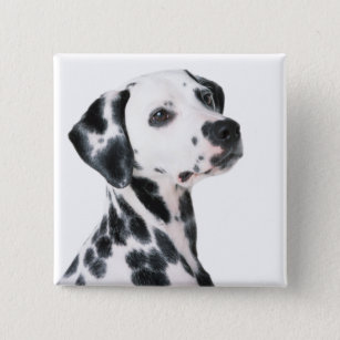 Dalmatian dog beautiful photo, gift 15 cm square badge