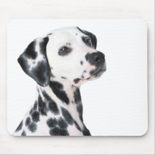 Dalmatian dog beautiful photo, gift mouse pad