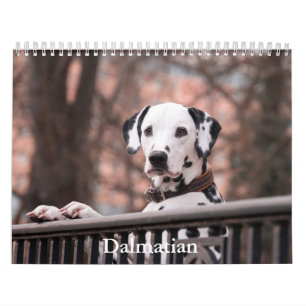 Dalmatian Dog Calendar