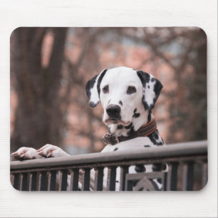 Dalmatian Dog Mouse Pad