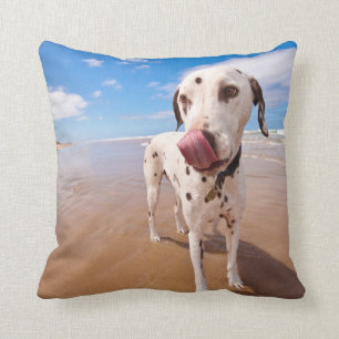 Dalmatian Dog On Beach Cushion