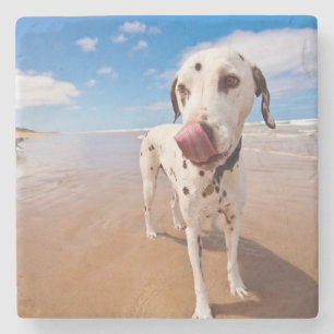 Dalmatian Dog On Beach Stone Coaster