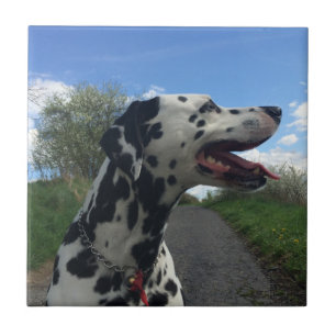Dalmatian Dog on Walking Path, Sunny Day Ceramic Tile