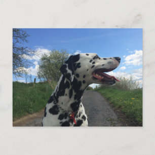 Dalmatian Dog on Walking Path, Sunny Day Postcard