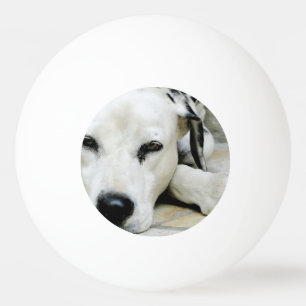 Dalmatian Dog Ping Pong Ball