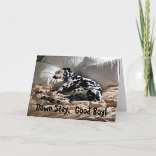 Dalmatian Down Stay Card
