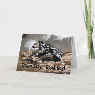Dalmatian Down Stay Card