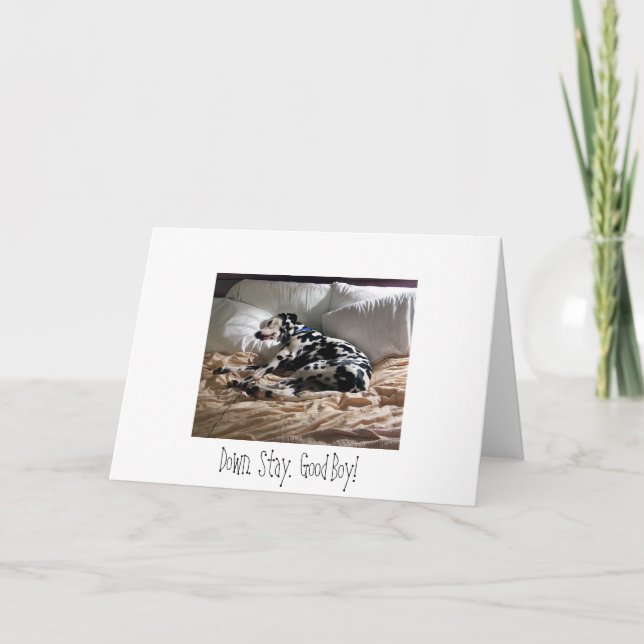 Dalmatian.  Down.  Stay.  Good Boy! Card (Front)