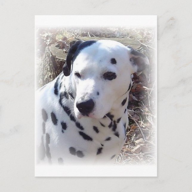 Dalmatian Fire Dog Postcard (Front)