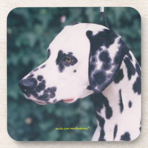 Dalmatian Headstudy Coaster