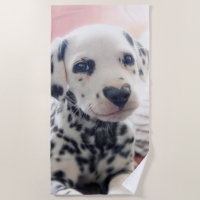 Dalmatian Heart Nose