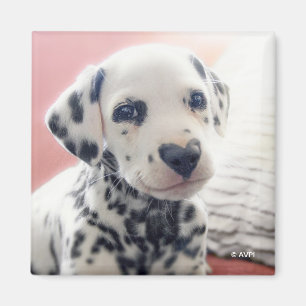Dalmatian Heart Nose Magnet