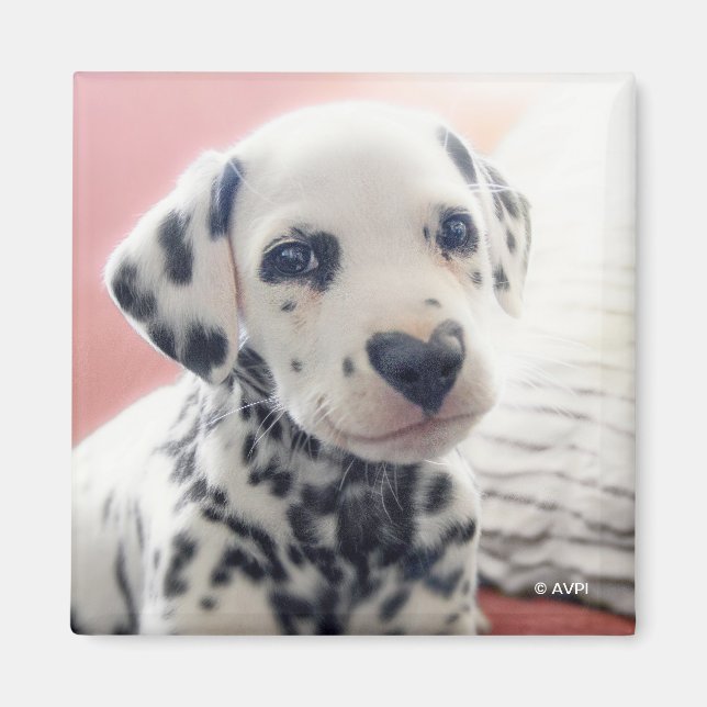 Dalmatian Heart Nose Magnet (Front)