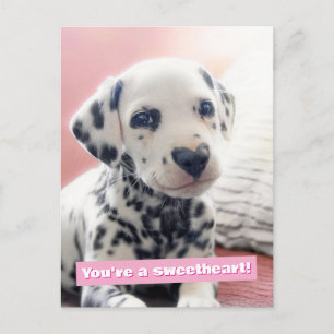 Dalmatian Heart Nose Postcard
