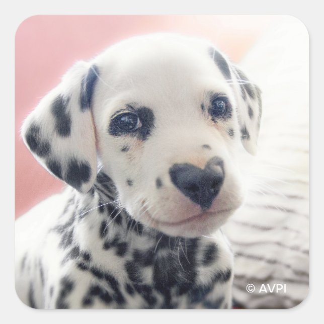 Dalmatian Heart Nose Square Sticker (Front)