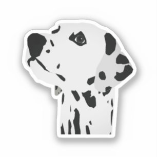 Dalmatian Love