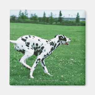 Dalmatian Magnet