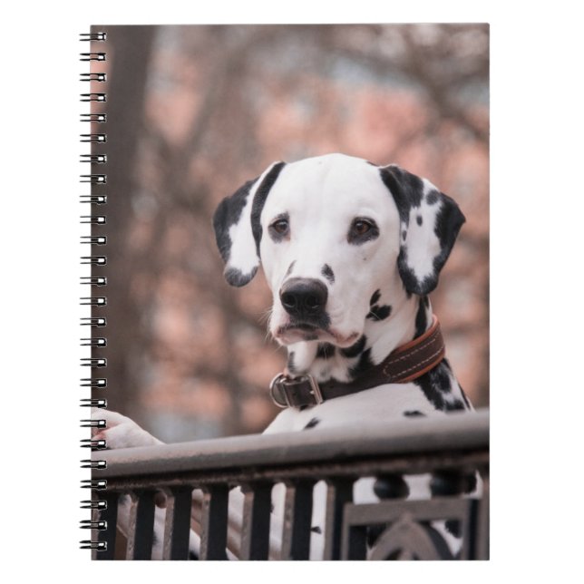 Dalmatian Notebook (Front)