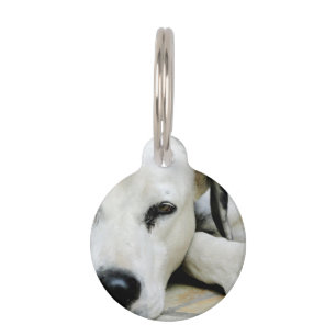 Dalmatian Pet Tag