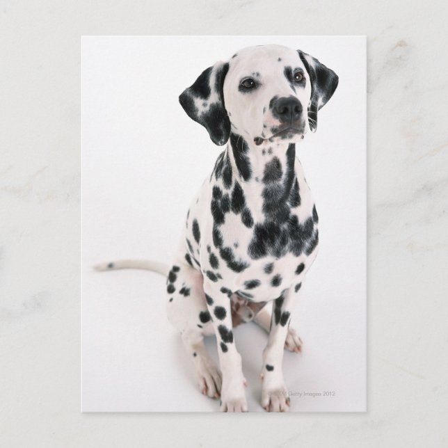 Dalmatian Postcard (Front)