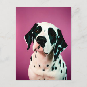 Dalmatian, Postcrossing Postcard