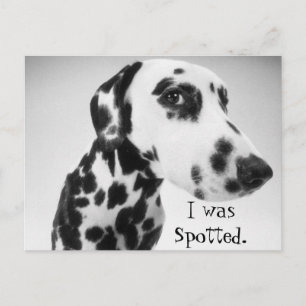 Dalmatian Products Postcard