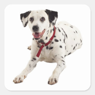 Dalmatian Puppy Dog Greeting Stickers / Labels
