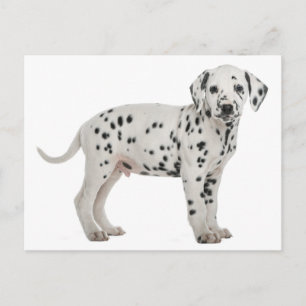 Dalmatian Puppy Dog Hello, Thank You, Love, Sorry Postcard