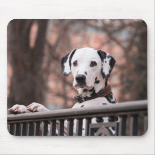 Dalmatian, puppy, domestic animal mouse pad
