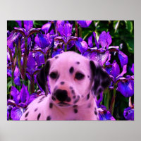 Dalmatian Puppy Iris Flowers Dog Art