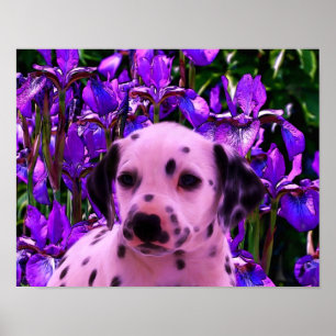 Dalmatian Puppy Iris Flowers Dog Art Poster