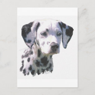 Dalmatian Puppy Postcard