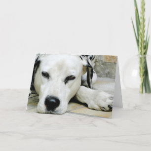 Dalmatian Resting Greeting Card