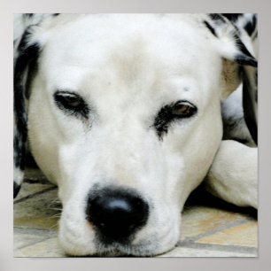 Dalmatian Resting  Poster