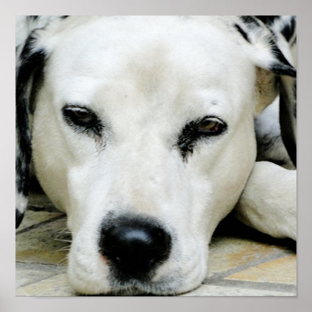 Dalmatian Resting  Poster (Front)