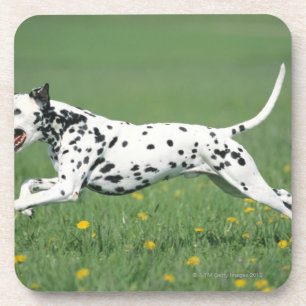 Dalmatian Running Coaster