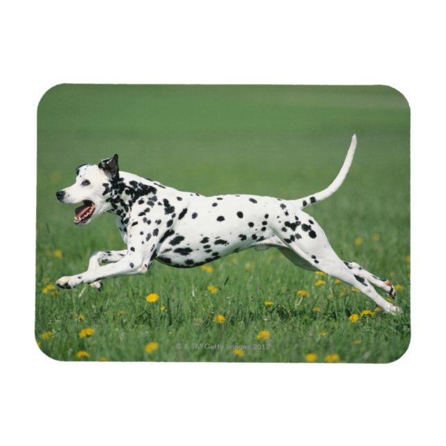 Dalmatian Running Magnet (Horizontal)