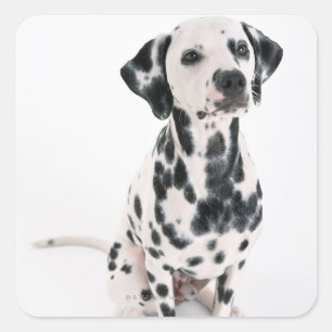 Dalmatian Square Sticker