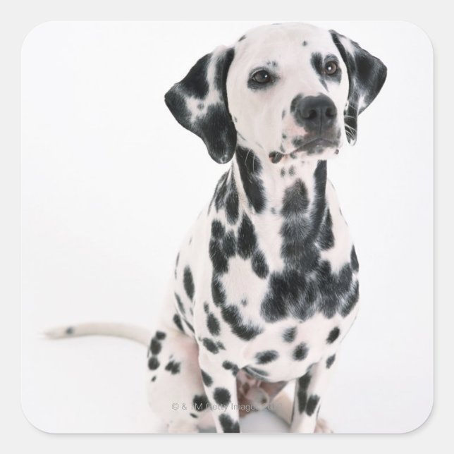 Dalmatian Square Sticker (Front)